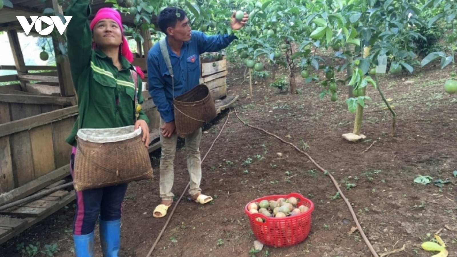 “Biến” không thành có, nông dân Sơn La làm giàu